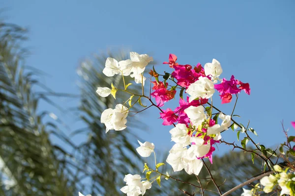 Bougainvillea flowers, fence landscape