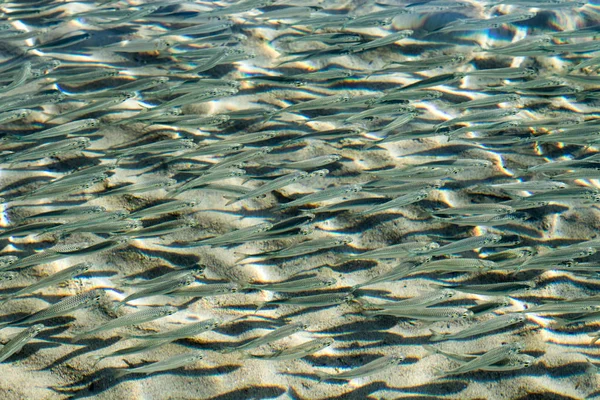 Shallow Sea Fish Top View — Stock Photo, Image