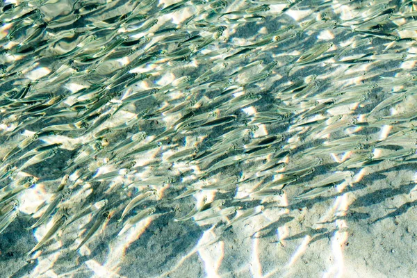 Peces Marinos Poco Profundos Vista Superior —  Fotos de Stock