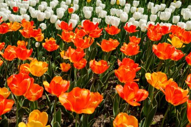 Lale bahar peyzaj alanı