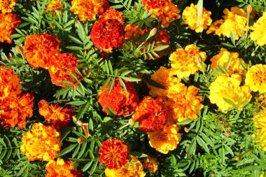 Çiçek kadife çiçeği, manzara arka plan üzerinde