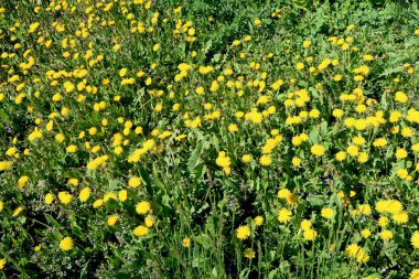 Bahar manzara, yeşil alan sarı çiçekli karahindiba