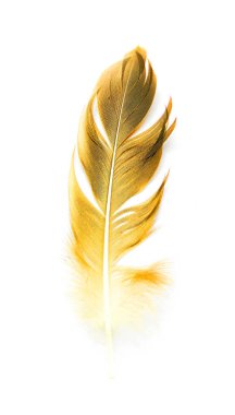 Beyaz arkaplanda kuş tüyü