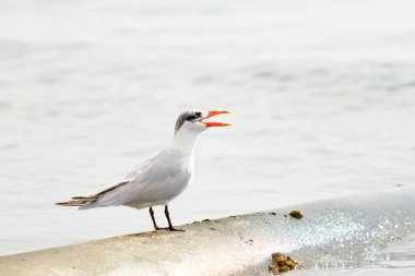 Martı deniz manzara oturur