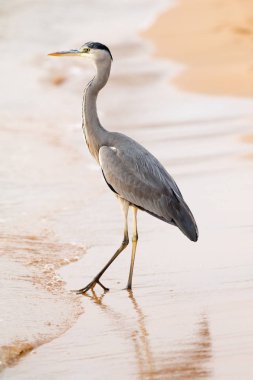 Büyük Egret (ardea alba)