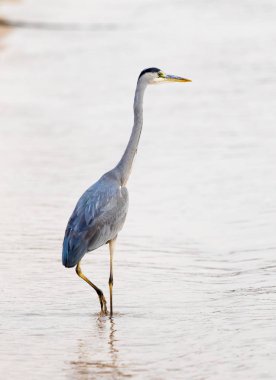 Büyük Egret (ardea alba)
