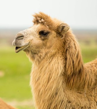 bir deve bahar portresi