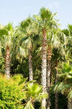 Plaj gökyüzü manzara avucunda