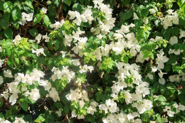 küçük yaprakları ile parlak yeşil çit