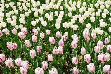 Lale bahar peyzaj alanı