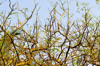 akasya yaprakları mavi gökyüzü