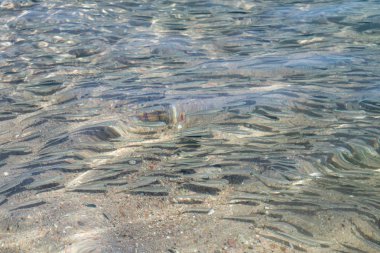 sığ deniz balığı, üstten görünüm