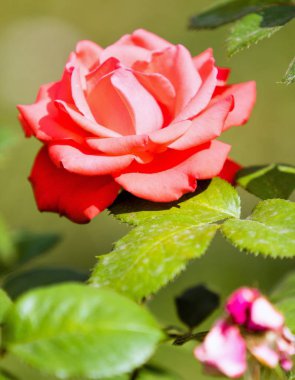 Manzara Doğa bitkiler çiçek gül