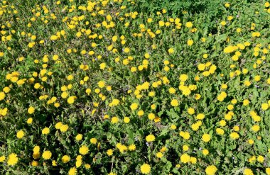 Bahar manzara, yeşil alan sarı çiçekli karahindiba