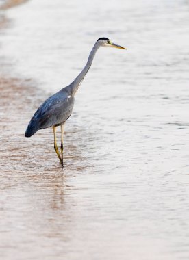 Büyük Egret (ardea alba)