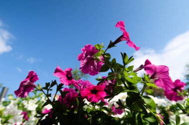 Petunya çiçek, gökyüzü manzara doğa