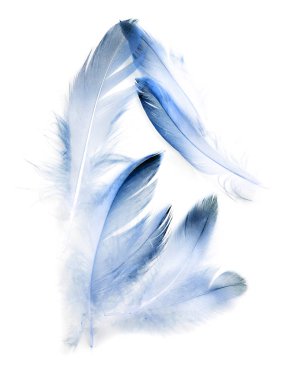 Beyaz arkaplanda kuş tüyü