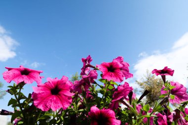 Petunya çiçek, gökyüzü manzara doğa