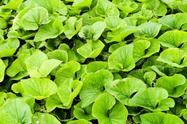 Dulavratotu bir sürü yeşil yaprakları