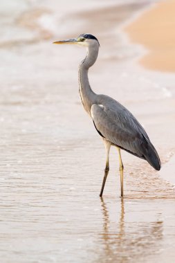 Büyük Egret (ardea alba)