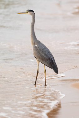 Büyük Egret (ardea alba)