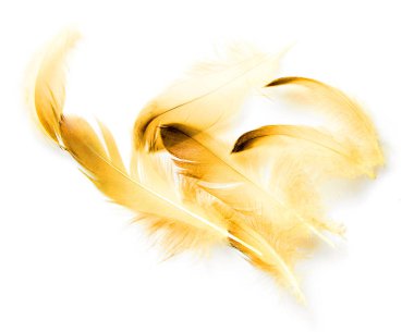 Beyaz arkaplanda kuş tüyü