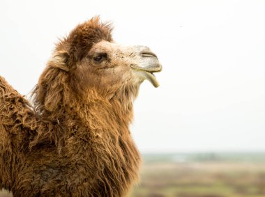 bir deve bahar portresi