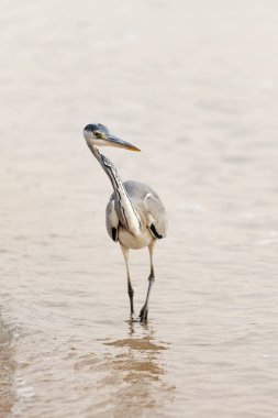 Büyük Egret (ardea alba)