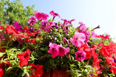 Petunya çiçek, gökyüzü manzara doğa