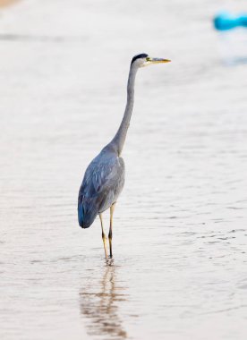 Büyük Egret (ardea alba)