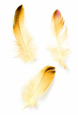 Beyaz arkaplanda kuş tüyü