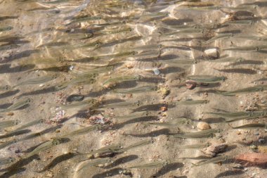 sığ deniz balığı, üstten görünüm