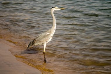 Büyük ak balıkçıl (Ardea alba) gri kuş