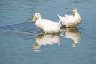 Beyaz ördek gölet üzerinde yaz