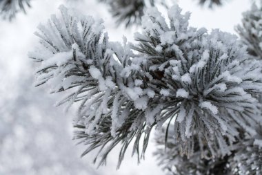 kar köknar ağaçlarının iğne üzerinde Kapat