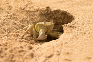 Yengeç kumlu yakın çekim