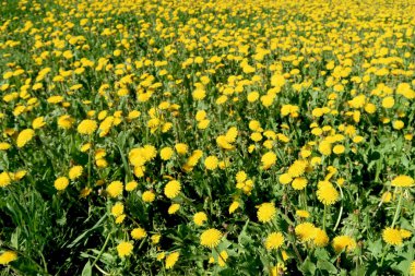 Bahar manzara, yeşil alan sarı çiçekli karahindiba