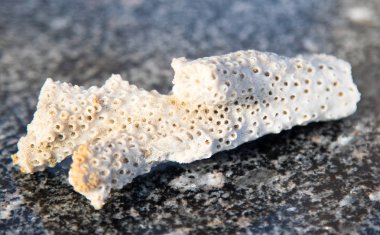 kireçtaşı mercan parçası