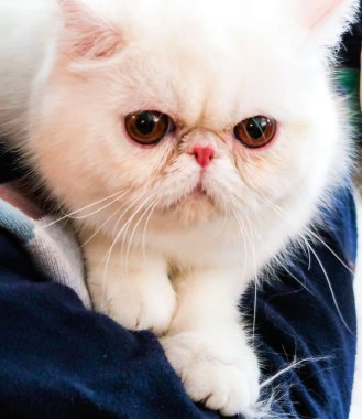 kedi eve yakın çekim portre