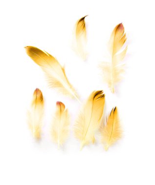 Beyaz arkaplanda kuş tüyü