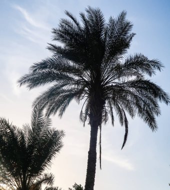 palmiye ağacı gökyüzü manzara