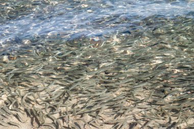 sığ deniz balığı, üstten görünüm