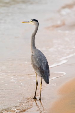 Büyük Egret (ardea alba)