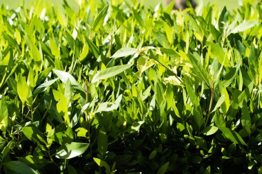 küçük yaprakları ile parlak yeşil çit