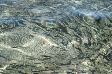 sığ deniz balığı, üstten görünüm