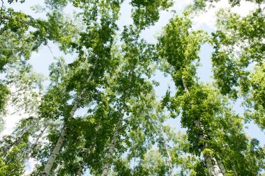 Orman yaz görünümünde aşağıdan gökyüzüne huş ağacı