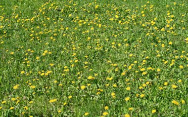 Bahar manzara, yeşil alan sarı çiçekli karahindiba
