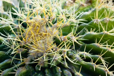 kaktüs bitki dikenli, makro