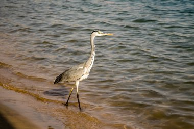 Büyük ak balıkçıl (Ardea alba) gri kuş