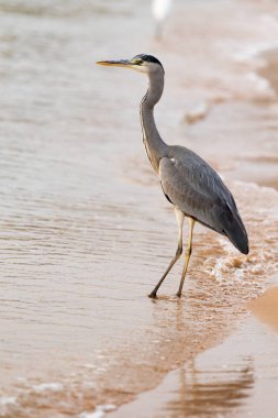 Büyük Egret (ardea alba)
